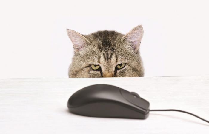 ONLINE PET FOOD SALES POISED FOR SIGNIFICANT GROWTH? (www.petfoodindustry.com)