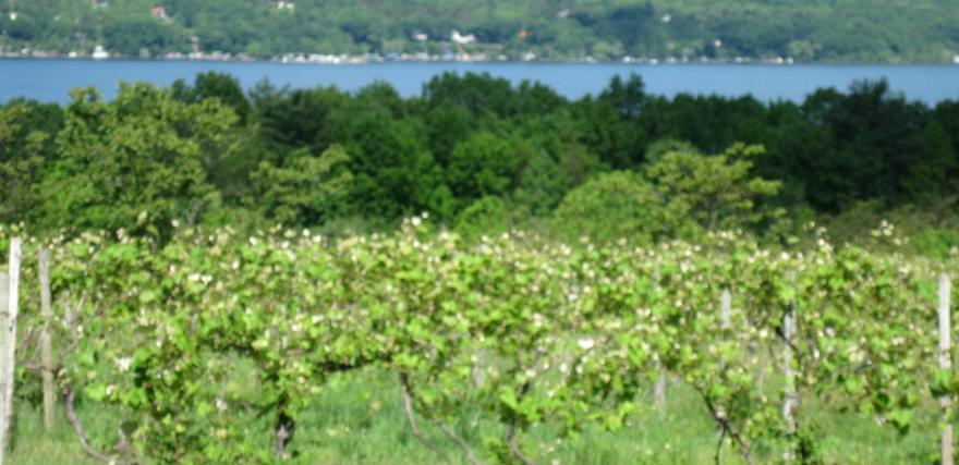 FINGER LAKES WINERIES WORK TOGETHER TO MAKE A NAME FOR THEMSELVES