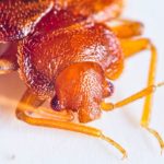 ARE YOU MARKETING YOUR BED BUG SERVICES PROPERLY?
