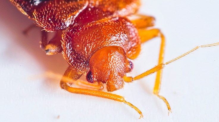 ARE YOU MARKETING YOUR BED BUG SERVICES PROPERLY?