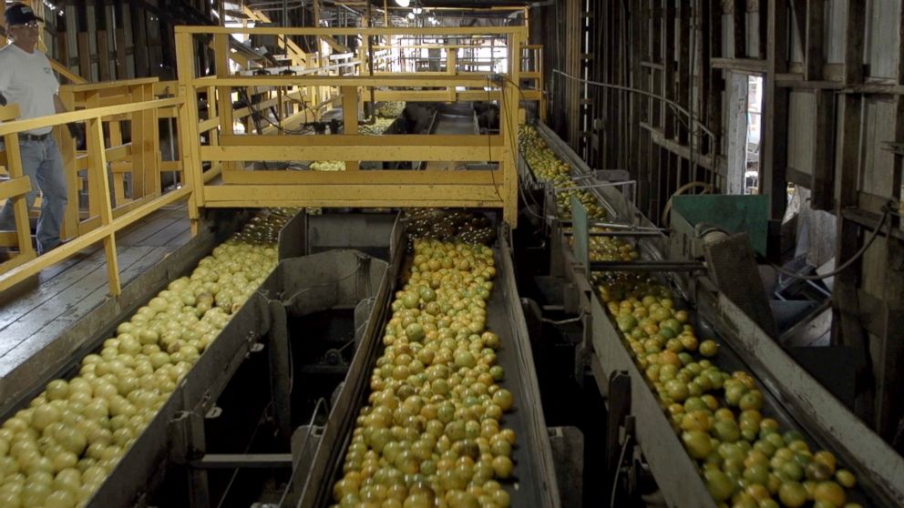 FLORIDA’S ORANGE CROPS HAVE BEEN QUIETLY DYING FOR OVER A DECADE AS GROWERS FIGHT TO SAVE THEM