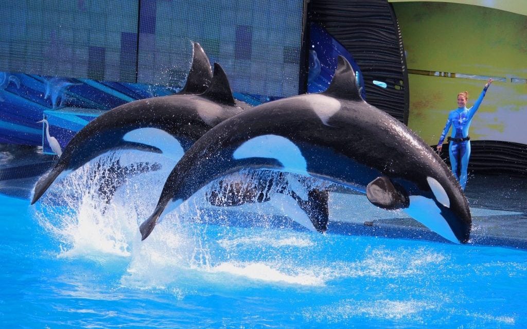TripAdvisor to End Ticket Sales to Attractions Featuring Captive Marine Mammals