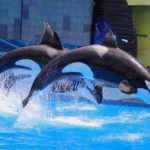 TripAdvisor to End Ticket Sales to Attractions Featuring Captive Marine Mammals