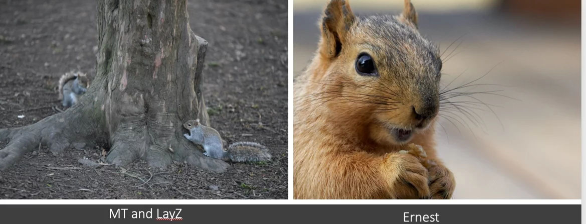 A Tale of 3 Squirrels and Their Human Counterparts in Sales