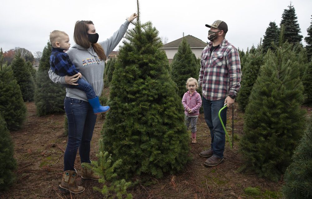 Many Turn to Real Christmas Trees as Bright Spot Amid Virus