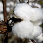 Cotton Prices Just Hit a 10-Year High. Here’s What That Means for Retailers and Consumers