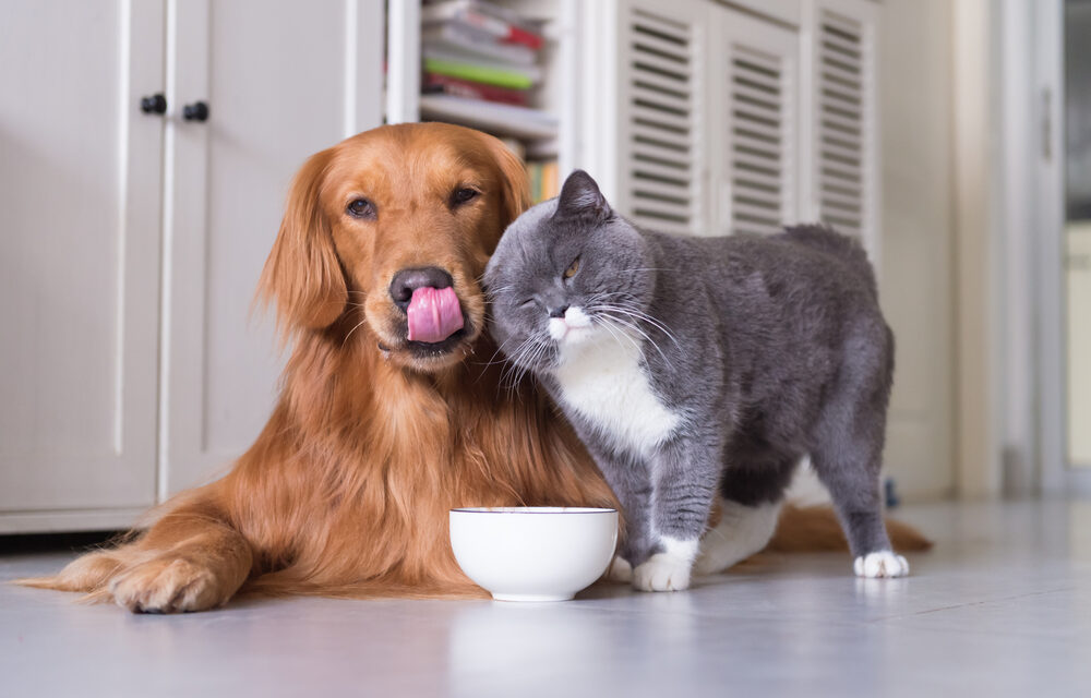 Advertising Strategies for Pet Products & Services Market 2022 PLUS