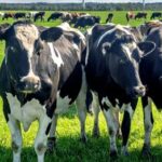 What is Top of Mind for Dairy Executives in 2024?
