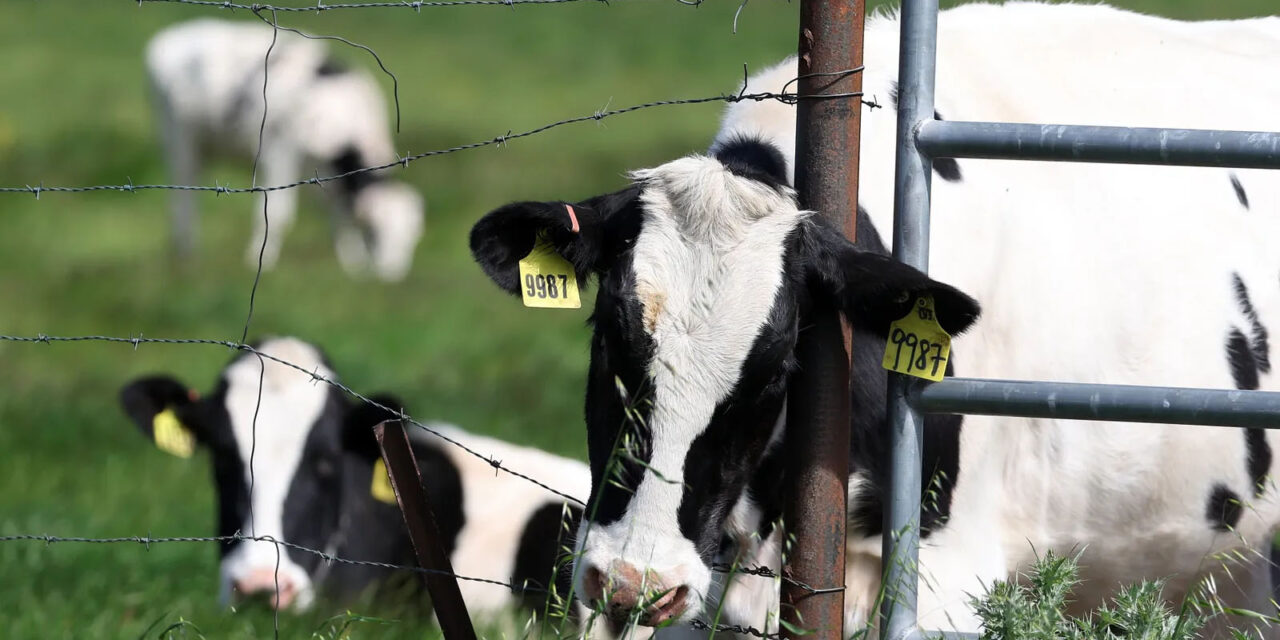 California’s First Bird Flu Cases in Dairy Cows Magnifies Production Risks