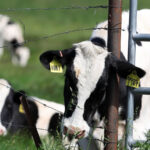 California’s First Bird Flu Cases in Dairy Cows Magnifies Production Risks