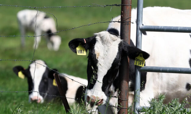 California’s First Bird Flu Cases in Dairy Cows Magnifies Production Risks